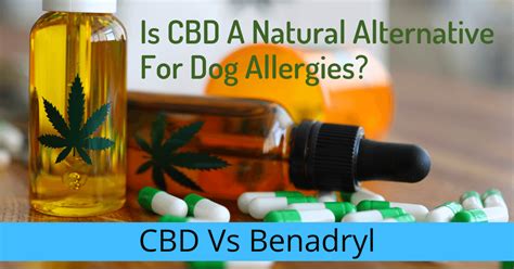 Can Dogs Have Benadryl And Cbd